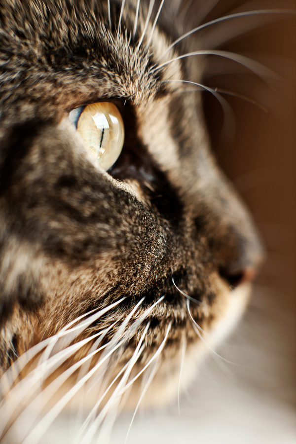 Cat's Eye