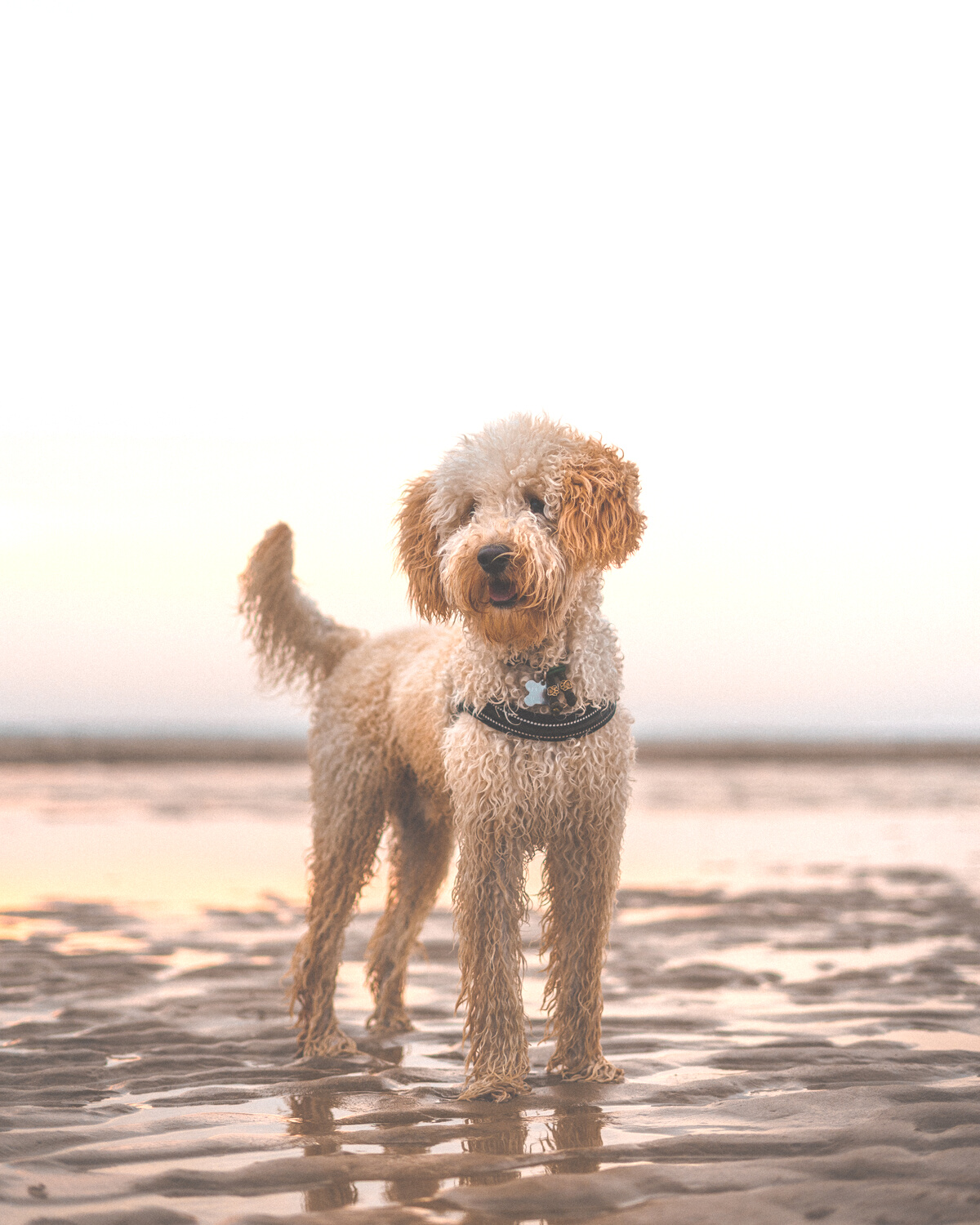 A Dog Standing on the Beach