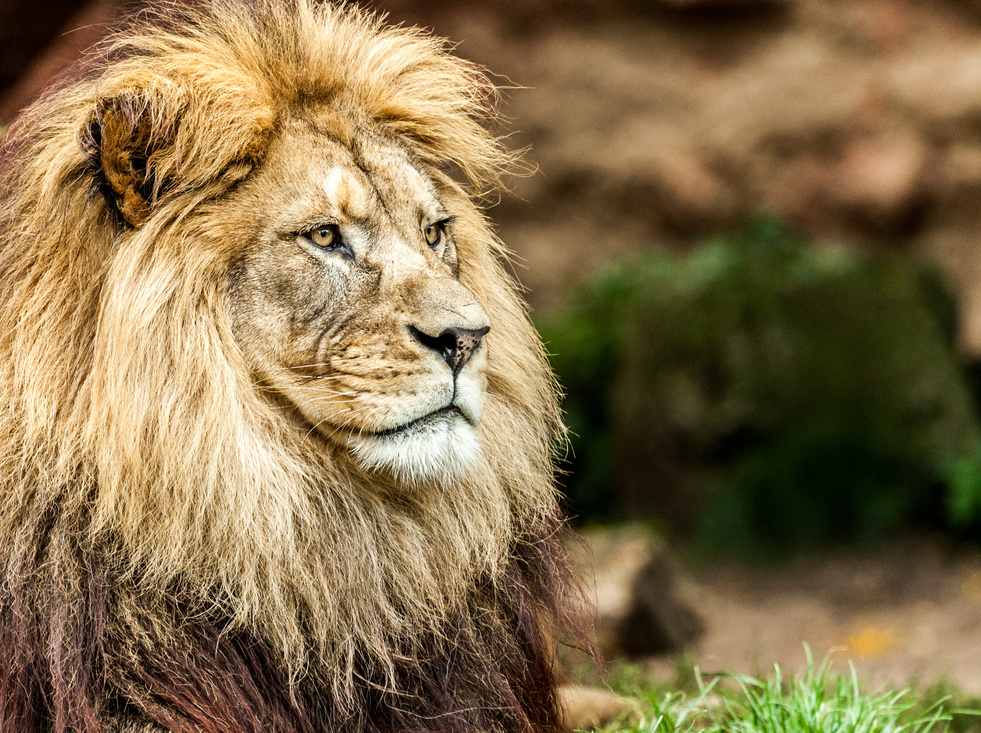 Löwe Portrait